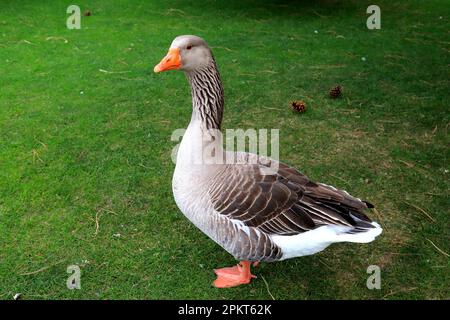 Belles oies grises, promenade du périgord en été sur la ferme d'oies, la viande de canard, la délicatesse du foie gras français, la volaille sur la ferme dans le village. Chasse à la sauvagine Banque D'Images