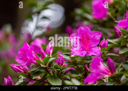 Captivant Pink Rhododendron simsii en pleine floraison Banque D'Images