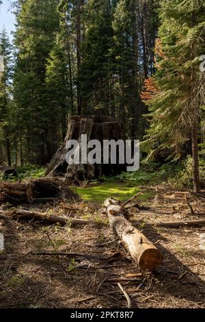 De grandes souches de Sequoias dans la zone dévastée par la déforestation avant qu'elle ne devienne un parc national Banque D'Images