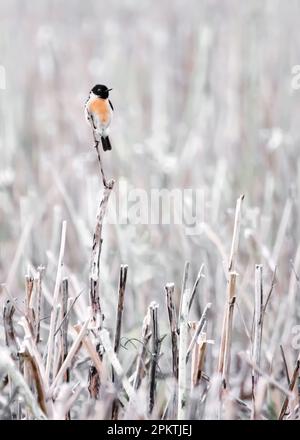 Un petit stonechat dans un champ de chaume beige , minimalisme, espace négatif, fond monochrome Banque D'Images