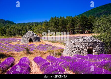 Bories dans les champs de lavande près de Ferrassière en France Banque D'Images