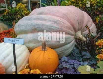 Immense citrouille de couleur pâle avec des citrouilles et des fleurs blanches et orange plus petites exposées au Conservatoire de l'hôtel et casino Bellagio. Banque D'Images