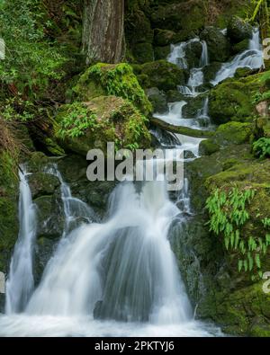 Lower Falls, Cataract Canyon, le Mont Tamalpais, comté de Marin, en Californie Banque D'Images