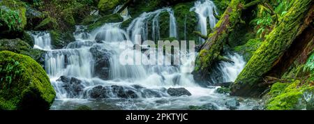 Lower Falls, Cataract Canyon, le Mont Tamalpais, comté de Marin, en Californie Banque D'Images