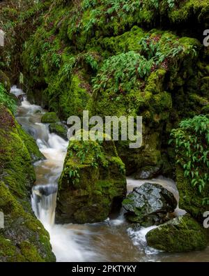 Cataract Creek, le Mont Tamalpais, comté de Marin, en Californie Banque D'Images