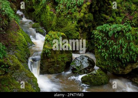 Cataract Creek, le Mont Tamalpais, comté de Marin, en Californie Banque D'Images