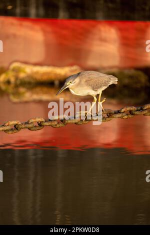 Un seul adulte a strié l'héron en utilisant une chaîne d'ancrage Helipad comme plate-forme de pêche sur l'Esplanade à Cairns, Queensland, Australie. Banque D'Images