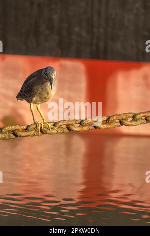 Un seul adulte a strié l'héron en utilisant une chaîne d'ancrage Helipad comme plate-forme de pêche sur l'Esplanade à Cairns, Queensland, Australie. Banque D'Images