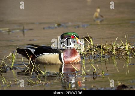 Un canard de bois mâle coloré nage dans les terres humides de Hauser, Idaho Banque D'Images