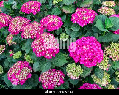 Hortensia plante avec de belles fleurs qui poussent à l'extérieur Banque D'Images