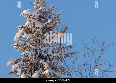 Tétras à revers se nourrissant de bourgeons d'arbres dans le nord du Wisconsin. Banque D'Images