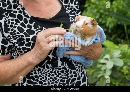 Cochon d'Inde brun doré et blanc à cheveux courts herbe mangeant. Femme plus âgée tenant un cobaye dans ses mains. Relation humaine et animale. Banque D'Images