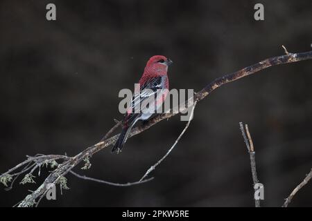 Le drubeak de pin mâle perçant sur une branche sur fond sombre, Sax-Zim Bog, MN Banque D'Images