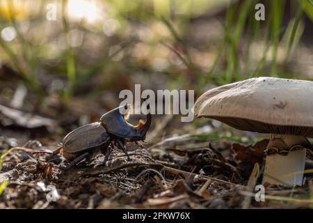 Coléoptère de taureau (Diloboderus abderus) caractéristique de l'Argentine qui se dirige vers un champignon. Banque D'Images