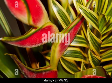 Gros plan sur Heliconia dans un arrangement de fleurs tropicales Banque D'Images