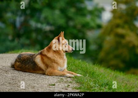 Chien berger allemand reposant dans le champ avec un arrière-plan de feuillage flou. Banque D'Images