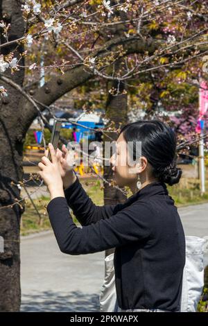 Tokyo, Japon - 20 mars 2023 : les visiteurs apprécient les cerisiers en fleurs (Sakura) dans le parc Hanakawado, le long de la rivière Sumida, Tokyo, Japon Banque D'Images