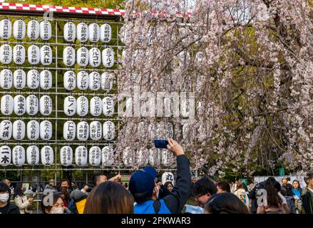 Tokyo, Japon - 20 mars 2023 : les visiteurs apprécient les cerisiers en fleurs (Sakura) dans le parc Ueno, Tokyo, Japon Banque D'Images