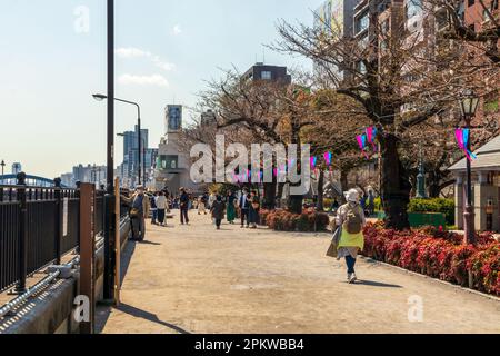 Tokyo, Japon - 20 mars 2023 : les visiteurs apprécient les cerisiers en fleurs (Sakura) dans le parc Hanakawado, le long de la rivière Sumida, Tokyo, Japon Banque D'Images