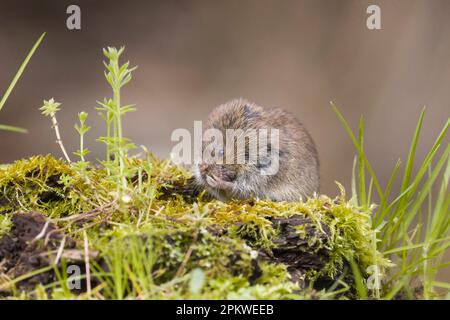 Campagnol à queue courte Microtus agrestis, toilettage pour adultes, Suffolk, Angleterre, avril Banque D'Images