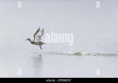 Gadwall Anas strespera, femelle adulte volant ayant juste pris l'eau, réserve naturelle de Minsmere RSPB, Suffolk, Angleterre, avril Banque D'Images