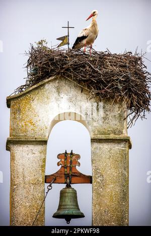 Une ciconie blanche (Ciconia ciconia) avec son nid près d'Evora, Portugal Banque D'Images