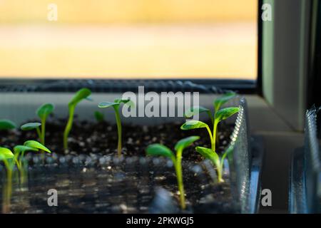 De jeunes feuilles de rhubarbe se brisent dans des plantules sur le rebord de la fenêtre de près. Germination des graines de plantes au printemps à la fenêtre Banque D'Images