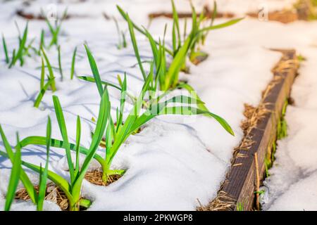 L'ail pousse tôt dans le jardin, la neige sur les lits au printemps. Plantes vertes dans la neige Banque D'Images