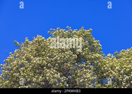 Arbre suédois à poutres blanches en fleur dans un ciel bleu clair Banque D'Images