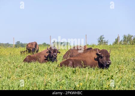Bison au repos dans l'herbe sur un pré ensoleillé Banque D'Images