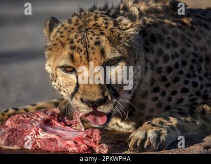 Cheetah avec de la viande à la réserve d'arbres de quiver près de Keetmanshoop en Namibie. Banque D'Images