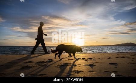 Homme marchant chien à Takapuna Beach. Le soleil se lève sur l'île Rangitoto. Auckland. Banque D'Images