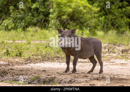 Un warthog adulte, Phacochoerus africanus, dans les bois du parc national de la Reine Elizabeth, en Ouganda. Banque D'Images