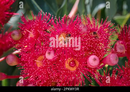 Rouge fleur Gum Banque D'Images