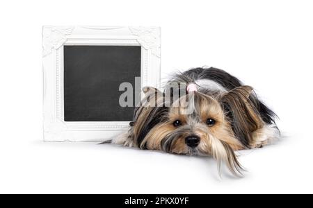 Adorable jeune chien adulte Biewer Yorkshire Terrier, posé face à l'avant, tête vers le bas, à côté d'un tableau de messages. En regardant vers l'appareil photo. Banque D'Images