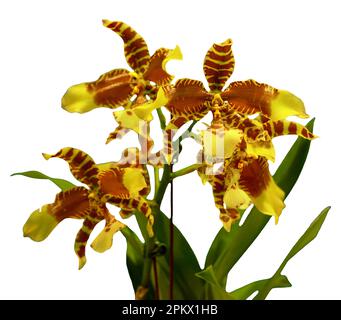 Les couleurs des fleurs sont marron, jaune et rouge. Une orchidée du genre Odontocidium. Gros plan d'une belle plante isolée. Banque D'Images