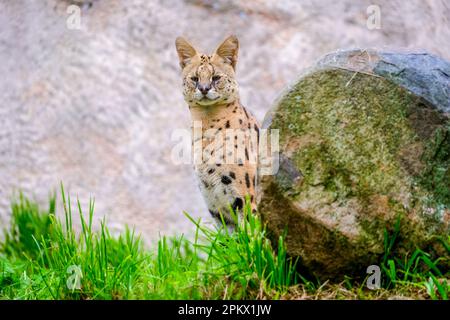 Serval agir arpentant ses environs dans son enceinte dans un zoo Banque D'Images
