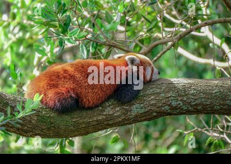 Panda rouge couché dans un arbre au zoo de Wellington, en Nouvelle-Zélande. Banque D'Images