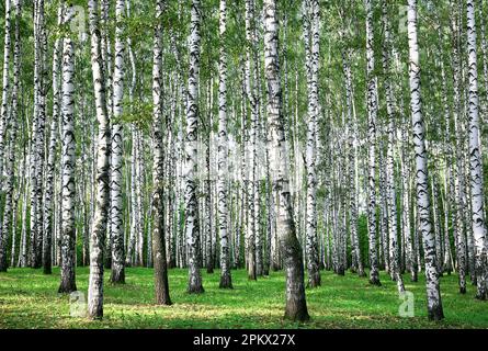 bosquet de bouleau d'été inondé de lumière du soleil Banque D'Images