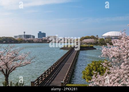 Cerisiers en fleurs au parc Kayoicho à Fukuoka, Kyushu, Japon Banque D'Images