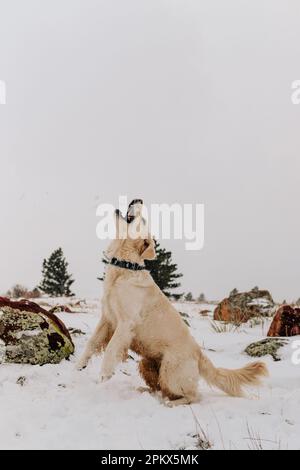 Le Golden Retriever attrape le Snowball en hiver à Boulder Colorado Banque D'Images