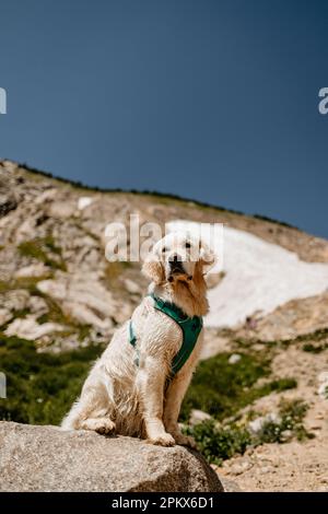 Jeune crème Golden Retriever randonnée dans les montagnes du Colorado Banque D'Images