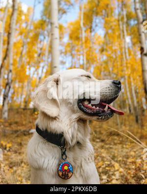 Jeune Golden Retriever souriant dans les Aspen jaune Colorado Banque D'Images