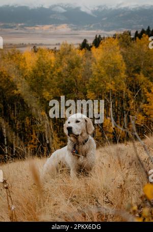 Jeune Anglais crème Golden Retriever dans Colorado automne Aspen arbres Banque D'Images