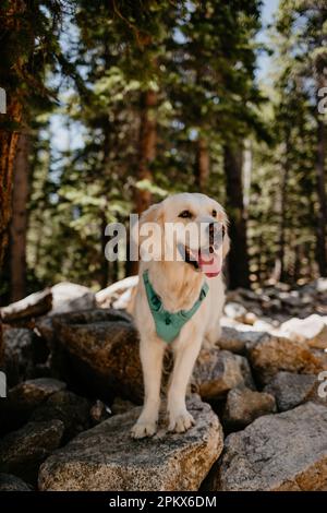 Jeune Anglais Cream Golden Retriever souriant lors de la randonnée dans les Rocheuses d'été Banque D'Images