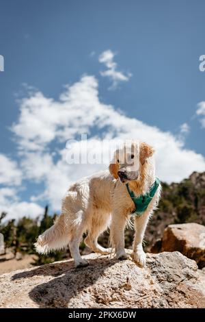 Chien Golden Retriever à la crème humide debout sur le rocher du Colorado Mountain Banque D'Images