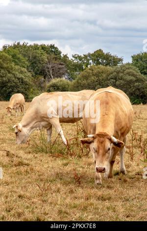 Vaches blondes d'Aquitaine paissant dans la prairie Banque D'Images