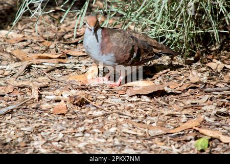 Le Brush Bronzewing est un brun olive foncé au-dessus avec de riches nape de châtaignier et des épaules, avec des parties inférieures bleu-gris Banque D'Images