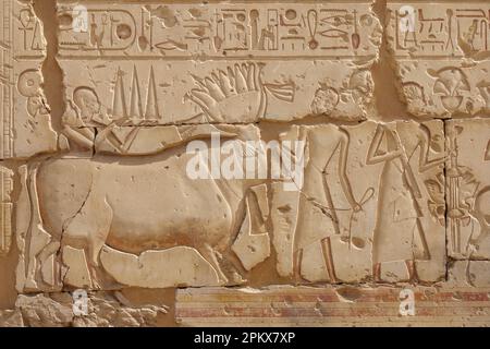 Relief sacré de taureau dans le Temple de Ramesses II près du Temple de Seti I à Abydos, Égypte Banque D'Images