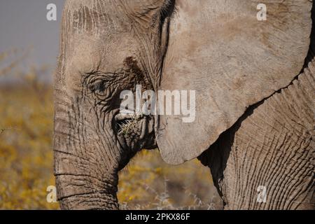 Gros plan sur Elephant au parc national d'Etosha Banque D'Images